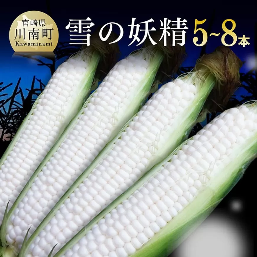 [令和8年発送]大山さんちのホワイトコーン(雪の妖精)5〜8本 先行予約 数量限定 期間限定 スィートコーン 2026年発送 先行受付 宮崎県産 九州産 野菜