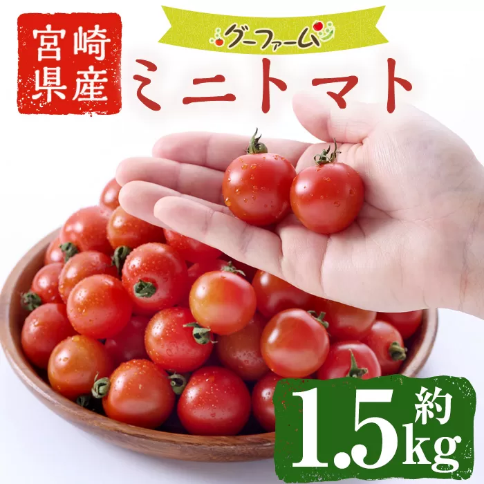 ＜先行予約受付中！2025年12月から順次発送予定＞＜期間限定＞ミニトマト(約1.5kg) 野菜 とまと フルーツトマト サマー千果 アイコ サラダ 【GF-4】【グーファーム】