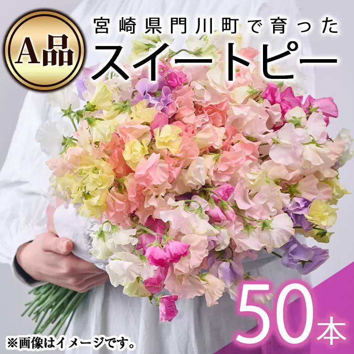 ＜A品＞スイートピーミックス(50本)花 フラワー 切り花 植物 ギフト 贈り物 プレゼント インテリア 常温 保存 宮崎県 門川町【AL-3】【安田農園】