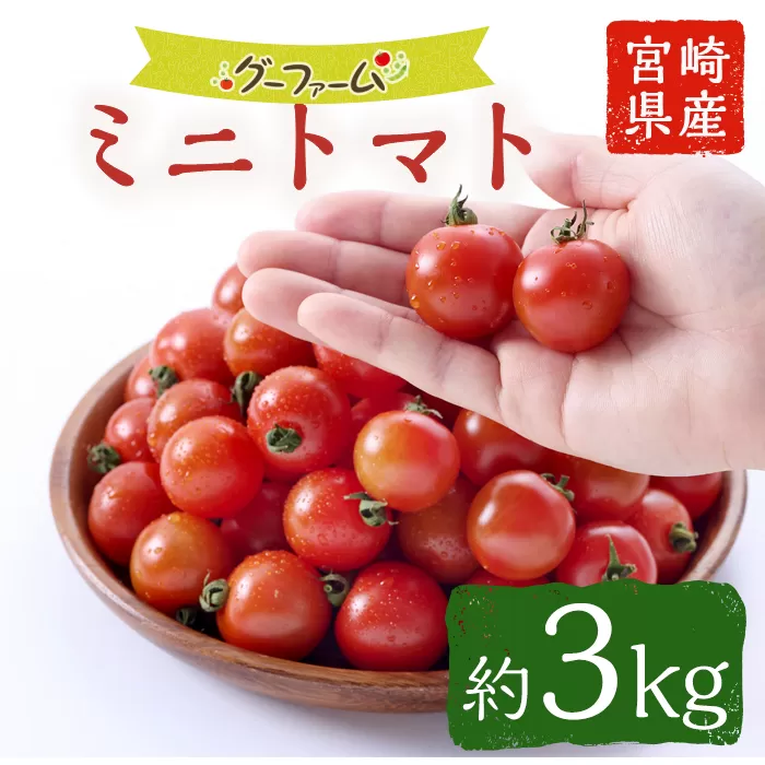 ＜先行予約受付中！2025年12月から順次発送予定＞＜期間限定＞ ミニトマト(約3kg) 野菜 とまと フルーツトマト サマー千果 アイコ サラダ 【GF-2】【グーファーム】