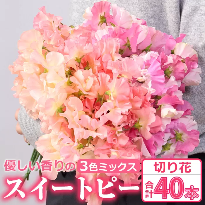 ＜期間限定＞優しい香りの3色ミックス スイートピー(合計40本)花 生花 フラワー 切り花 業務用 贈り物 期間限定【NK015】【宮崎県農業協同組合　高千穂地区本部】
