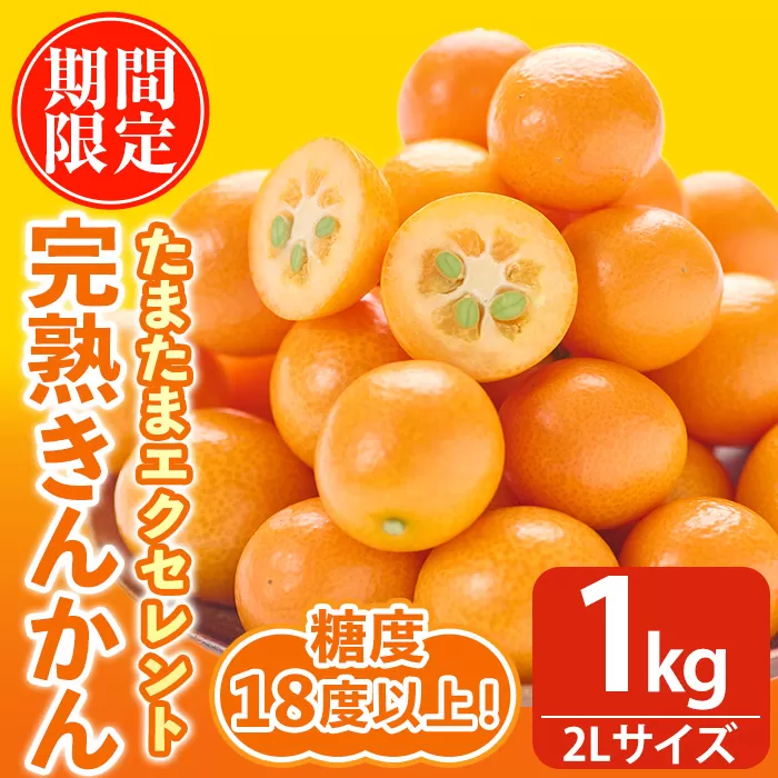 ＜先行予約受付中！2026年2月～3月中旬頃に発送＞完熟きんかん たまたまエクセレント(約1kg・2Lサイズ)果物 フルーツ 金柑 柑橘【NK002】【宮崎県農業協同組合　高千穂地区本部】
