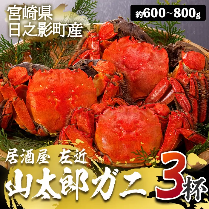 ＜期間限定＞山太郎ガニ(3杯・約600g-800g)【SK001】【居酒屋 左近】