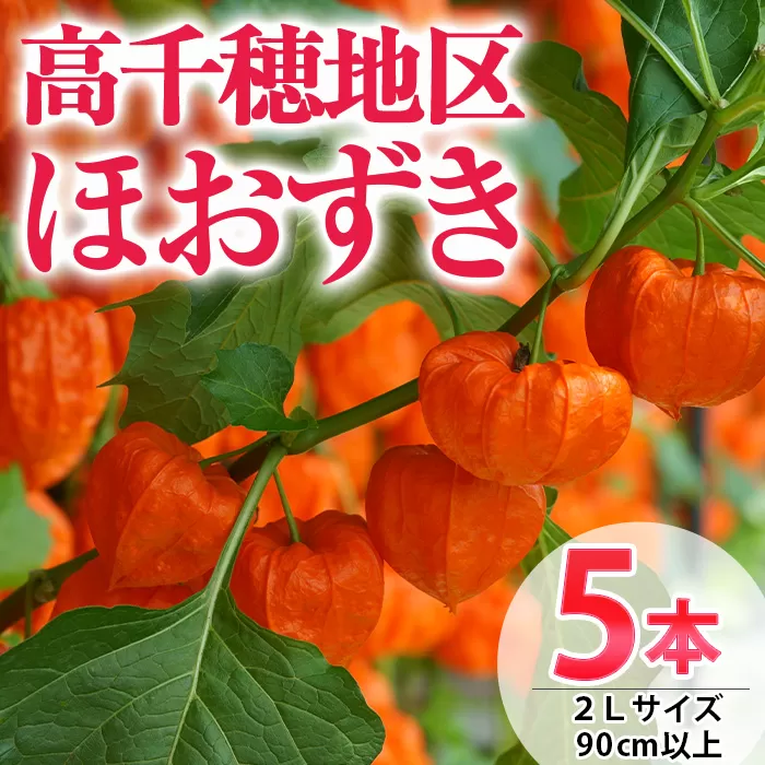＜先行予約受付中！2025年8月中旬発送予定＞＜数量限定・期間限定＞高千穂地区ほおずき(5本・2Lサイズ・90cm以上) 花 生花 フラワー 切り花 鬼灯 ホオズキ お盆【NK008】【宮崎県農業協同組合　高千穂地区本部】