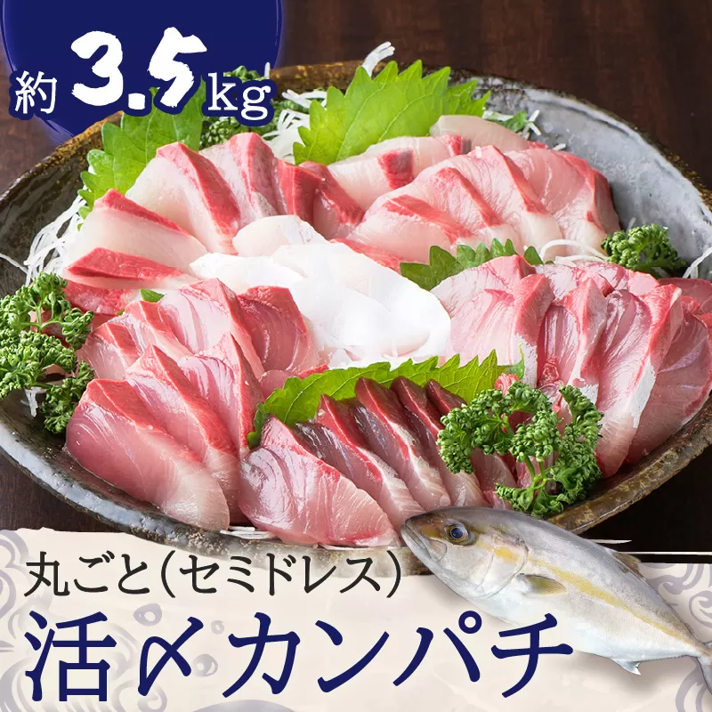 鹿児島県産カンパチ 約3.5kg 一本丸ごと（セミドレス）活〆