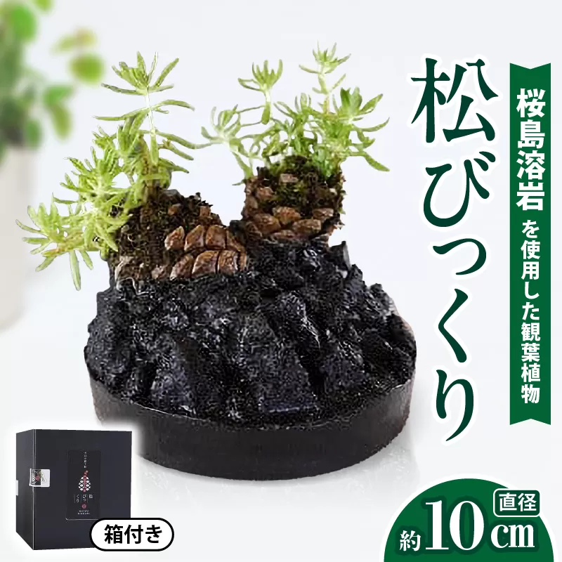 火山の贈り物 ミニ観葉植物『松びっくり』 溶岩土台松ぼっくり苔植物