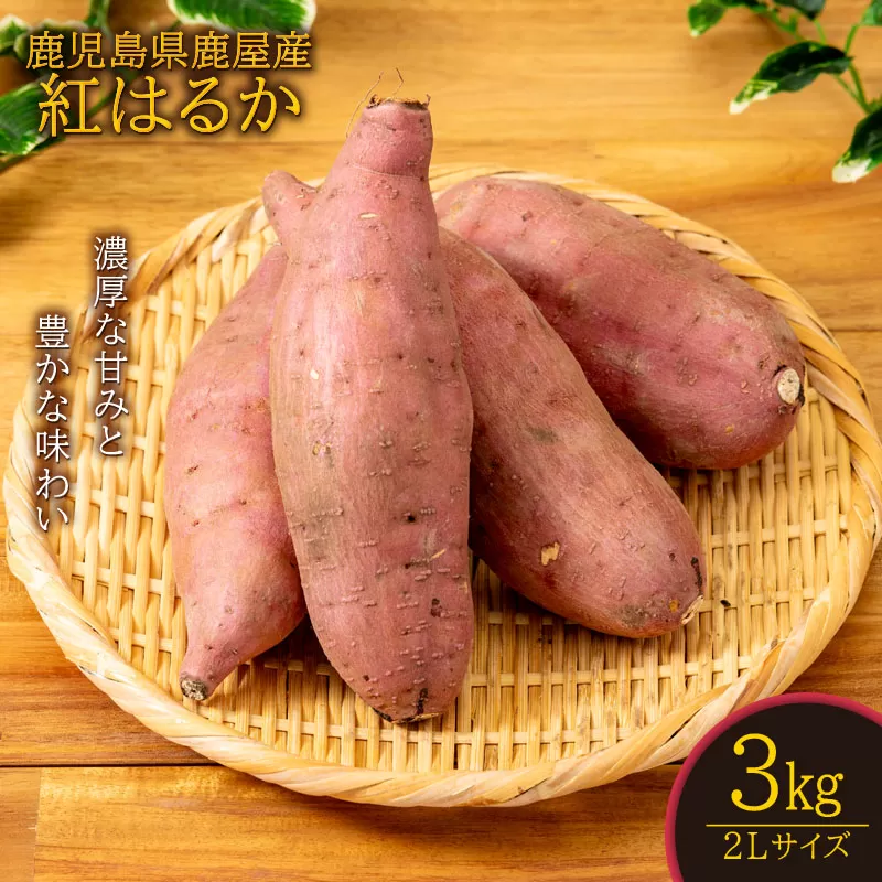 鹿児島県鹿屋産 紅はるか 生芋 2Lサイズ 3kg