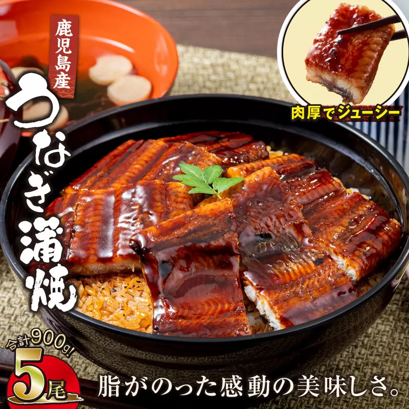 【10/1(木)より寄附金額改定予定】2448 鹿児島産うなぎ 合計900g(180g×5尾) 清らかな地下水育ち!