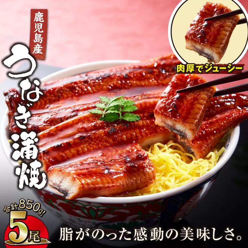【10/1(木)より寄附金額改定予定】2445 鹿児島産うなぎ 合計850g(170g×5尾) 清らかな地下水育ち!