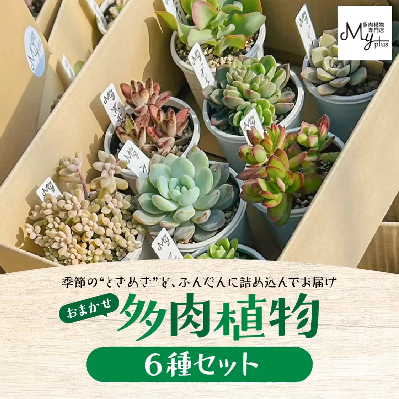 おまかせ多肉植物アソート【6種】