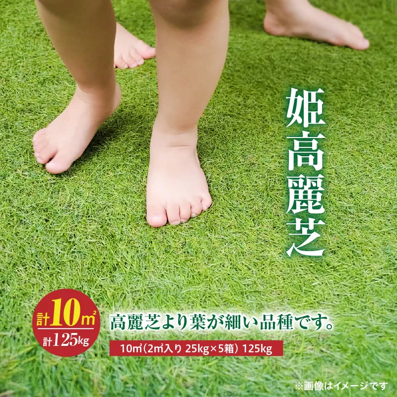 【10月から5月に発送】姫高麗芝（10平方メートル）