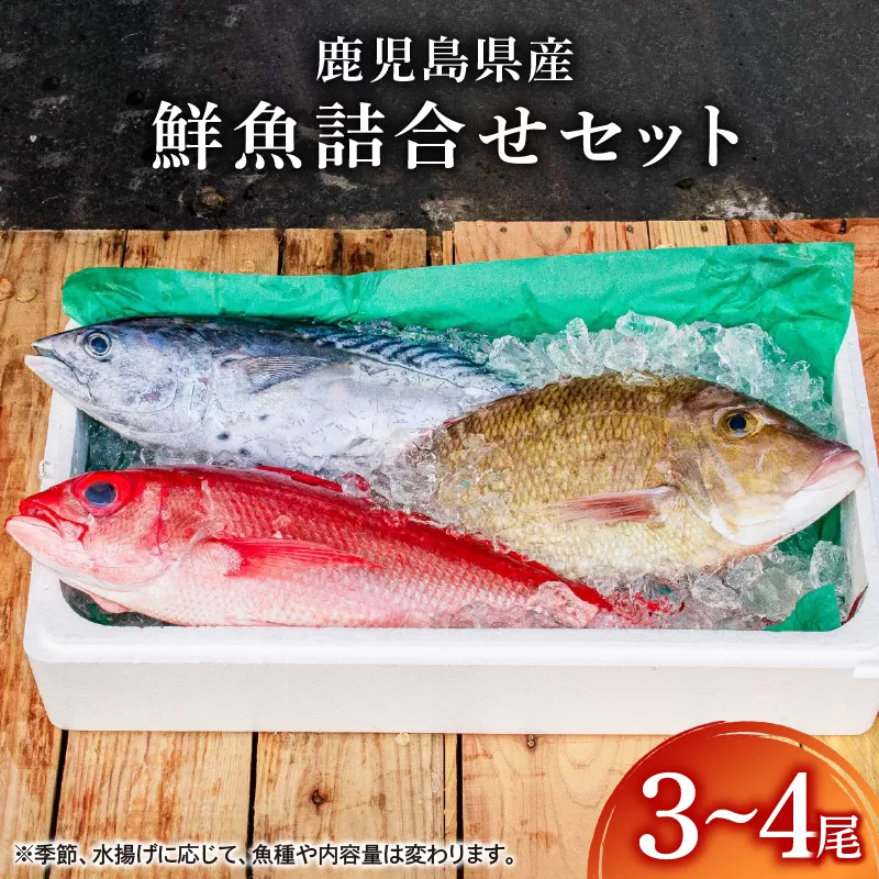 2530 鹿児島県産鮮魚詰合せセット(3〜4尾)