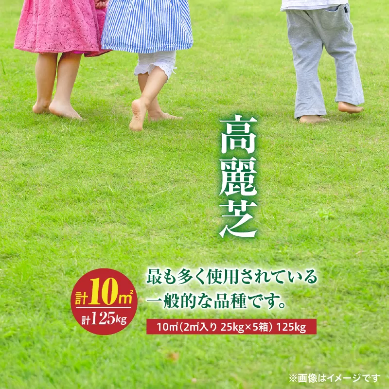 【10月から5月に発送】高麗芝（10平方メートル）