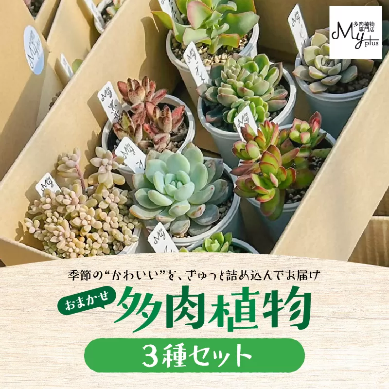 おまかせ多肉植物アソート【3種】