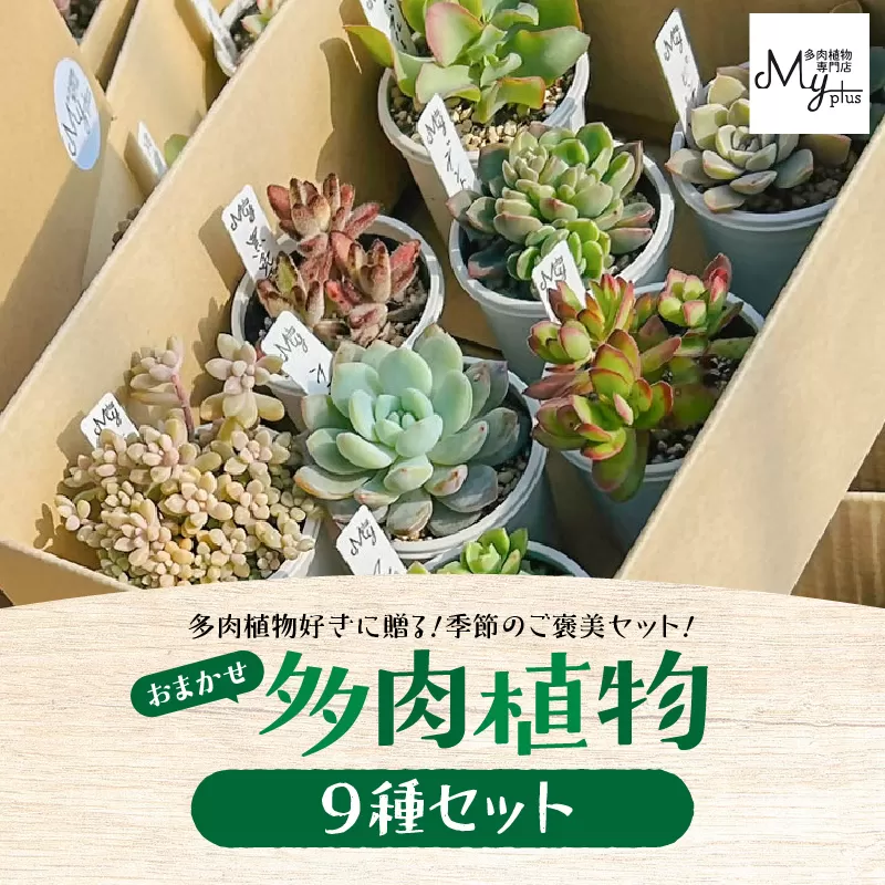おまかせ多肉植物アソート【9種】