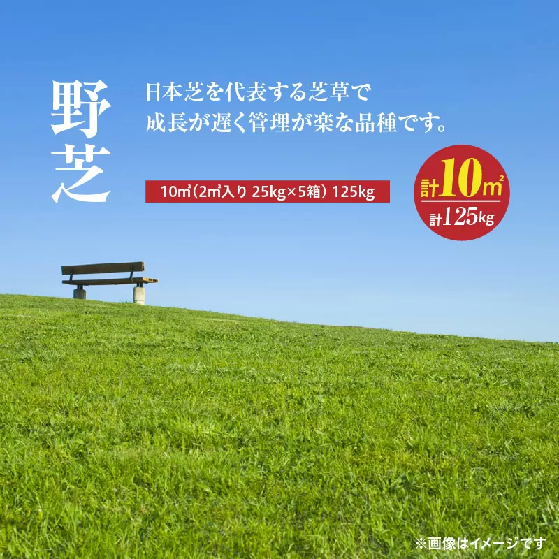 【10月から5月に発送】野芝（10平方メートル）