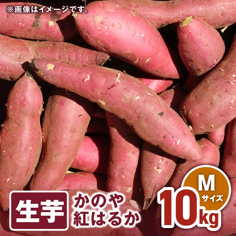 1674 かのや紅はるか 生芋Mサイズ 10kg