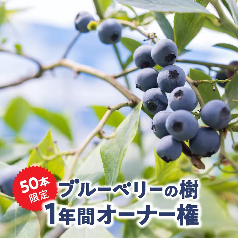 2855 鹿児島県鹿屋市 無農薬ブルーベリーの樹1年間オーナー権（50本限定）