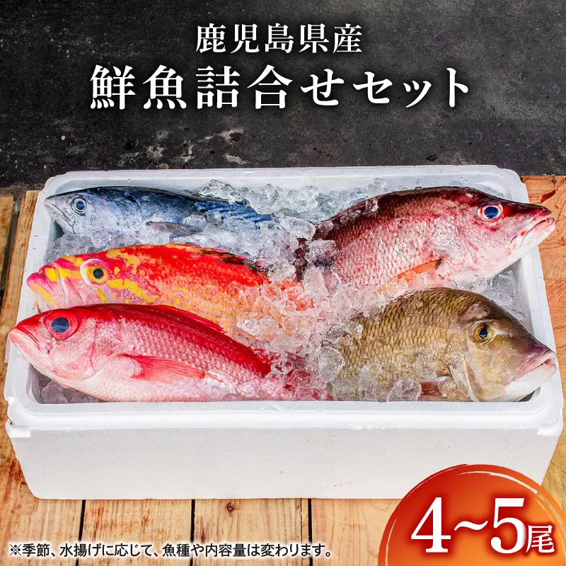 2531 鹿児島県産鮮魚詰合せセット（4〜5尾）