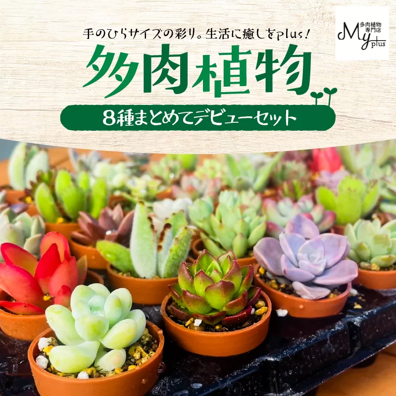 多肉植物デビューセット
