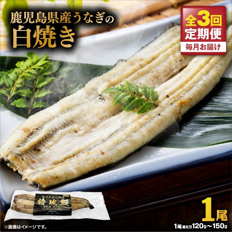 【全3回定期便】鹿児島県産うなぎの白焼き 1尾
