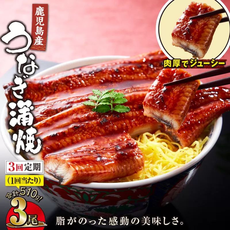 【全3回定期便】鹿児島産うなぎ蒲焼 170g×3尾 清らかな地下水育ち！