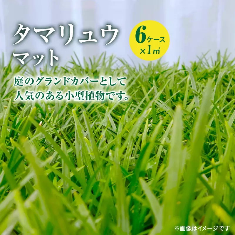 【10月から5月に発送】タマリュウマット