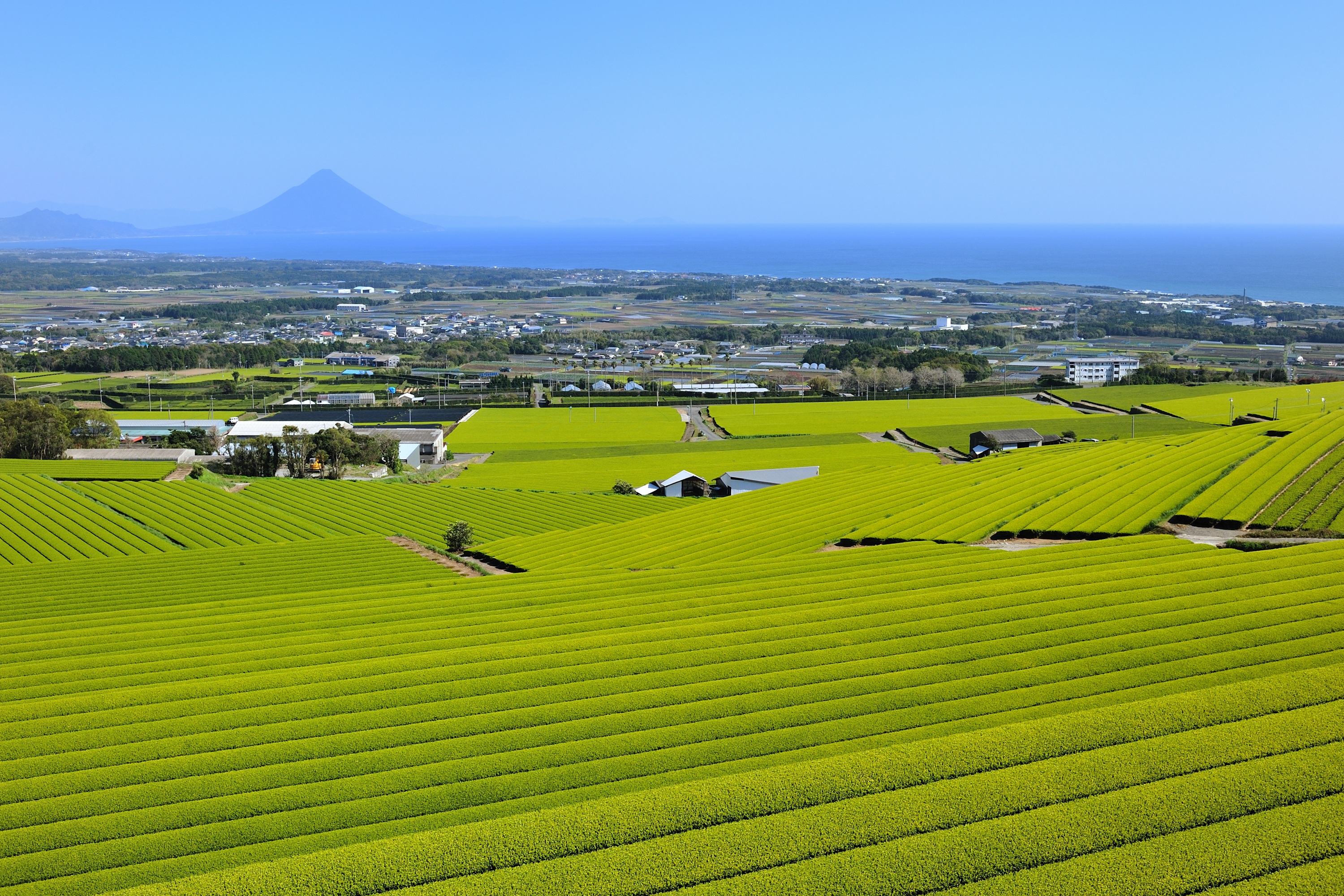 新茶の時期です！