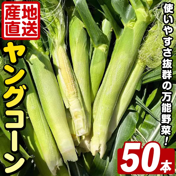 <先行予約受付中!2026年5月上旬以降順次発送予定> ヤングコーン (50本) 国産 野菜 ヤングコーン 鹿児島県産 阿久根市産 天ぷら フライ 中華炒め 肉巻き 【うとさんち】akn067-18