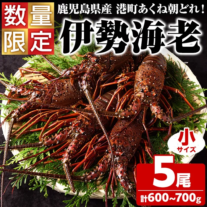 ＜先行予約受付中！2025年9月中旬以降順次発送予定＞期間・数量限定！鹿児島県産 伊勢海老(5尾・計600g〜700g) 国産 鹿児島県産 海老 えび エビ 伊勢海老 味噌汁 小サイズ 刺身 海鮮 海の幸 海産物【福美丸水産】akn033-21