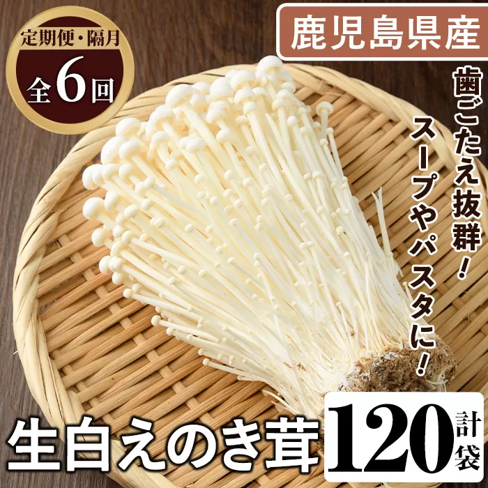 ＜定期便(奇数月)・全6回＞生白えのき茸(計120袋・20袋×6回) 国産 エノキ きのこ キノコ 個包装 【三笠えのき茸生産組合】akn010-24