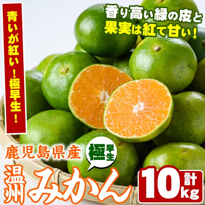 ＜先行予約受付中！2025年9月以降順次発送予定＞＜期間・数量限定＞極早生温州みかん(10kg) 国産 ミカン 蜜柑 柑橘 果物 果実 フルーツ デザート 旬 早生 わせ 青切りみかん 青いみかん 期間限定【鹿児島いずみ農業協同組合】akn018-07