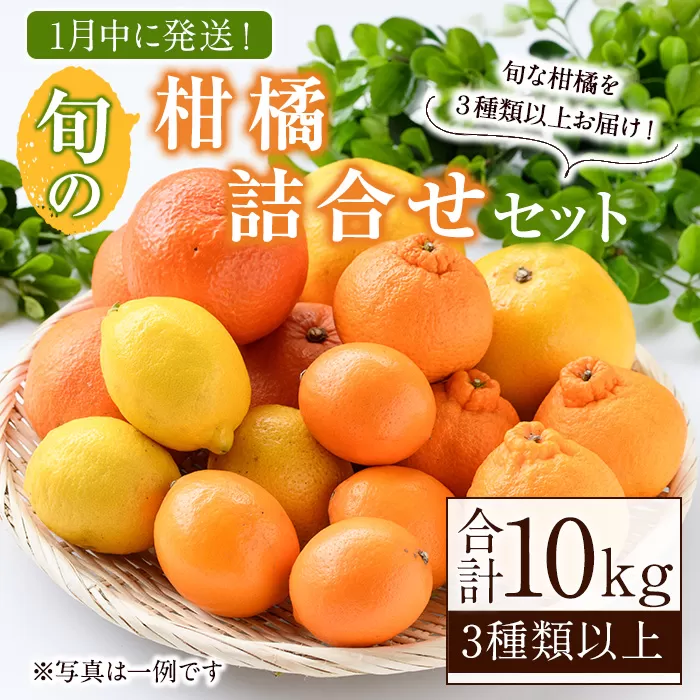 ＜先行予約受付中！2026年1月発送分！＞旬の柑橘詰合せセット (約10kg) 国産 柑橘 果物 フルーツ 柑橘 ミカン 旬 詰合せ セット【桐野柑橘株式会社】akn070-16-m01