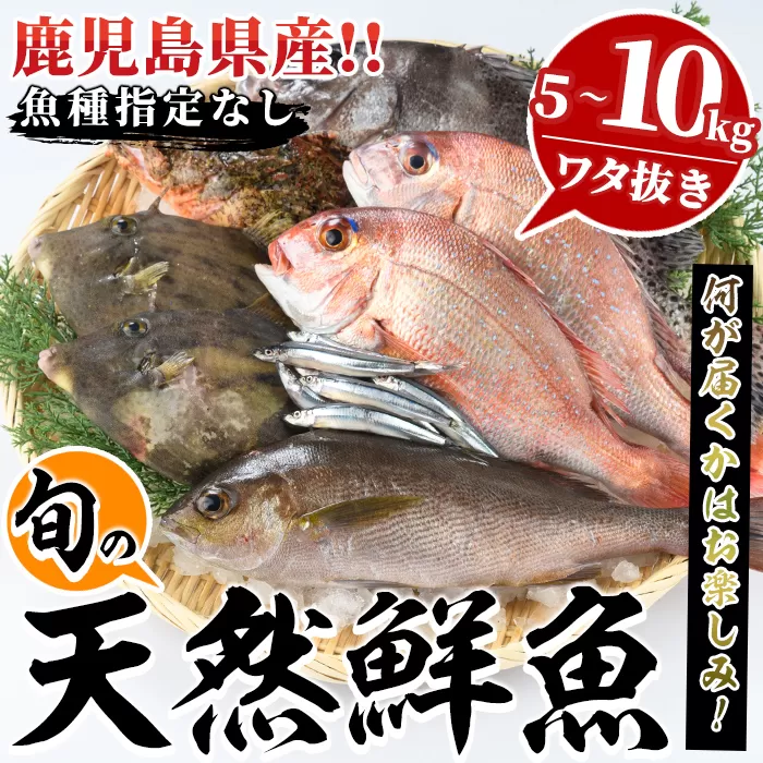 旬の天然鮮魚BOX(5〜10kg) 国産 刺身 魚貝 魚介 鮮魚 海産物 天然物 煮つけ 焼き魚【さるがく水産】a-40-12-z