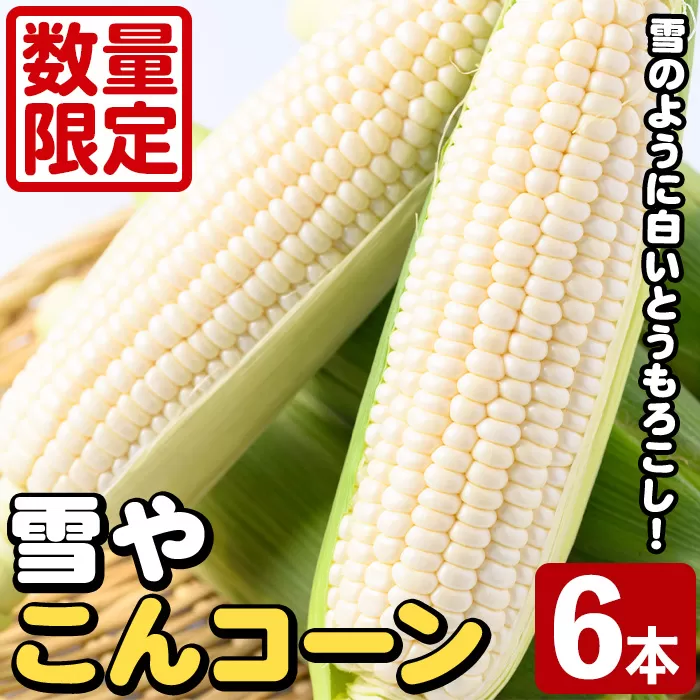 白いとうもろこし「雪やこんコーン」(6本) 国産 トウモロコシ 玉蜀黍 ホワイト コーン 野菜 糖度 夏 イネ科 数量限定 期間限定【うとさんち】akn067-13