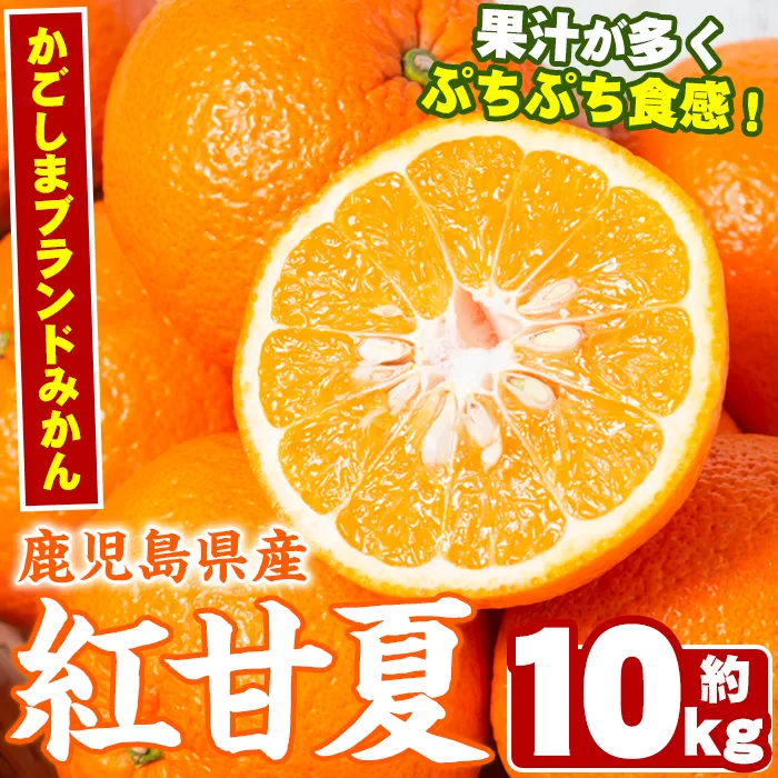 ＜先行予約受付中！2026年2月以降順次発送予定＞数量限定！鹿児島県産紅甘夏みかん(約10kg・28玉〜32玉)国産 果物 フルーツ【鹿児島いずみ農業協同組合】akn018-05