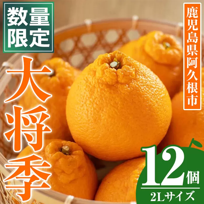 ＜先行予約受付中！2026年1月中旬以降順次発送予定＞数量限定！大将季 (12個・2Lサイズ) 柑橘 フルーツ 果物 国産 みかん 期間限定 不知火 しらぬい シラヌイ ミカン 【株式会社イロドリ】akn069-08