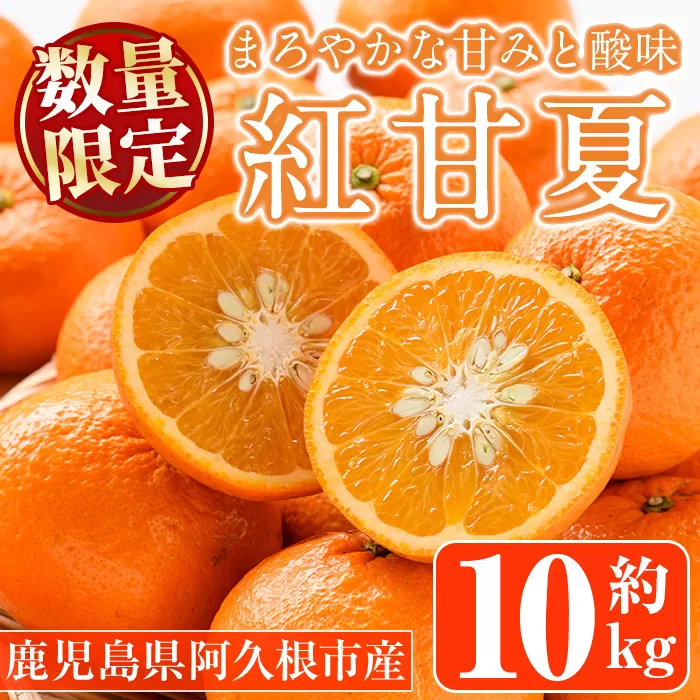 ＜先行予約受付中！2025年12月下旬以降順次発送予定＞紅甘夏(約10kg) 国産 果物 フルーツ 柑橘 期間限定【桐野柑橘株式会社】akn070-08