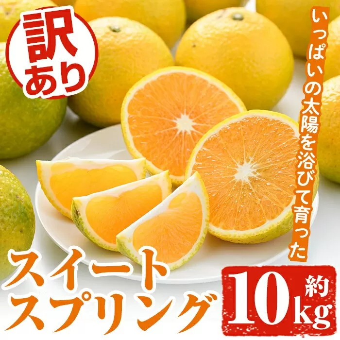 ＜先行予約受付中！2025年12月中旬以降順次発送予定＞訳ありスイートスプリング(約10kg) 鹿児島県 阿久根市 フルーツ 果物 デザート 柑橘 甘味 果肉 果汁【松永青果】akn053-11