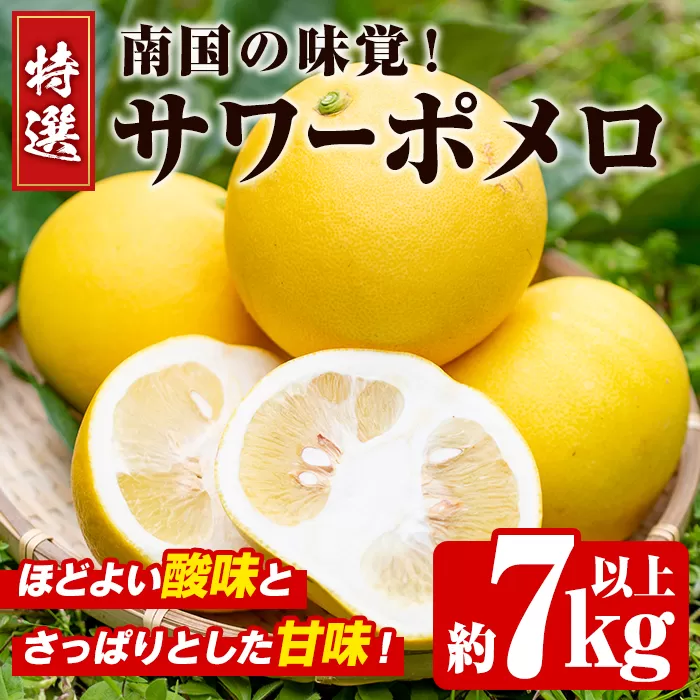 ＜先行予約受付中！2026年2月下旬以降発送予定＞数量限定！特選サワーポメロ(正味約7.0kg〜7.5kg・ L〜3Lサイズ13〜18個) 国産 フルーツ 果物 柑橘類 サワーポメロ 甘味 酸味 デザート おやつ【なかむら果樹園】akn014-02