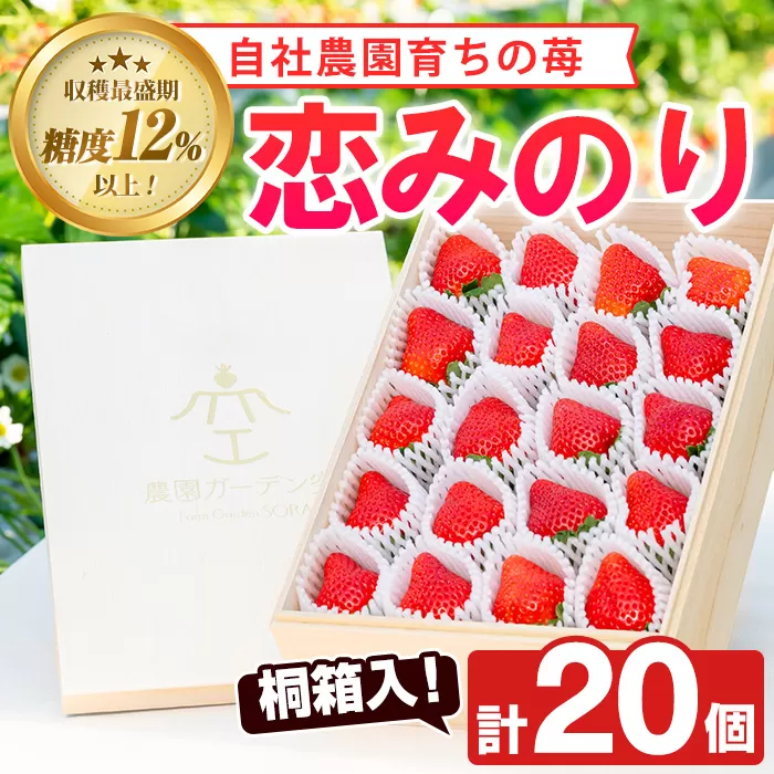 ＜先行予約受付中！2026年1月以降順次発送予定＞桐箱入！自社農園産いちご 恋みのり(計20個) 鹿児島 阿久根 自社農園 果物 フルーツ イチゴ いちご 苺 恋みのり 贈答用 ギフト 桐箱 デザート 期間限定【農園ガーデン空】akn026-11
