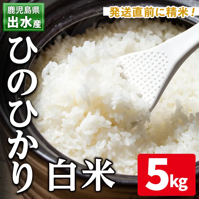 i310 鹿児島県出水市産ひのひかり＜5kg＞ 米 5kg お米 白米 ヒノヒカリ 自家脱穀 自家精米 発送直前 精米 おにぎり ごはん お米マイスター 厳選 【田上商店】