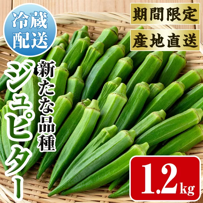 i1216-B ≪先行予約受付中！2026年7月下旬～10月下旬の間に発送予定≫いずみ産 オクラ 新たな品種・ジュピター(1.2kg) オクラ おくら 野菜 夏野菜 サラダ おひたし 天ぷら 炒め物 新品種 【イーサイドライン】