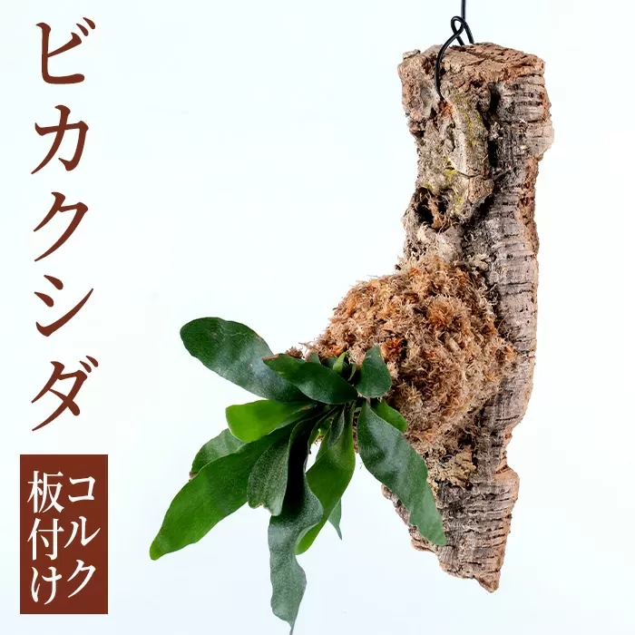 i620 ビカクシダ板付け(コルク)【kurk PLANT LEATHER】