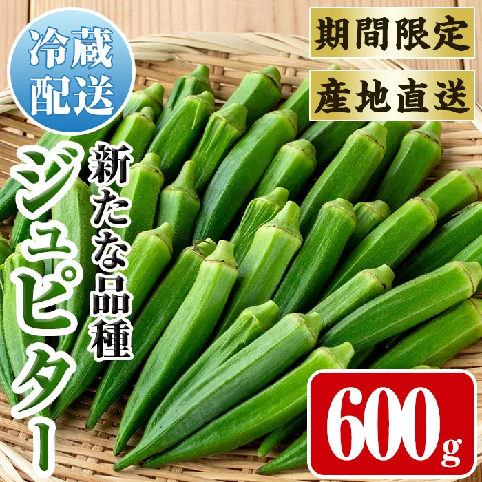 i1216-A ≪先行予約受付中！2026年7月下旬～10月下旬の間に発送予定≫いずみ産 オクラ 新たな品種・ジュピター(600g) オクラ おくら 野菜 夏野菜 サラダ おひたし 天ぷら 炒め物 新品種 【イーサイドライン】