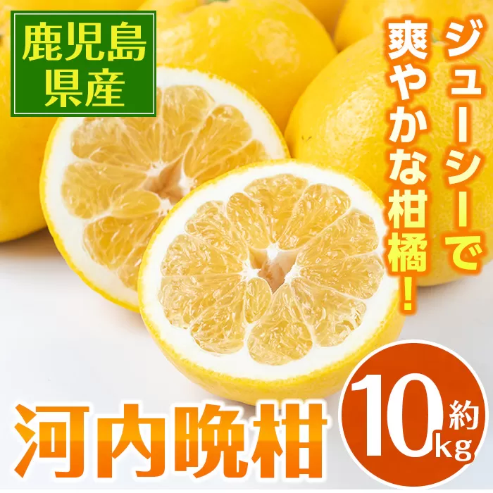 i798 <2026年4月下旬~5月下旬の間に発送予定> 河内晩柑 (約10kg) 鹿児島 国産 柑橘 果物 果実 フルーツ 蜜柑 みかん 【江崎果樹園】