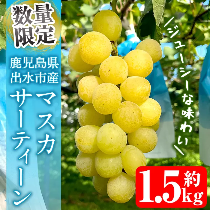 i1115-B ≪数量・期間限定≫ マスカサーティーン (計約1.5kg) 国産 鹿児島 出水市 ぶどう ブドウ 果物 くだもの フルーツ マスカ・サーティーン マスカット 葡萄 旬 種なし 旬 歯ごたえ 冷蔵 【山門ぶどう園】
