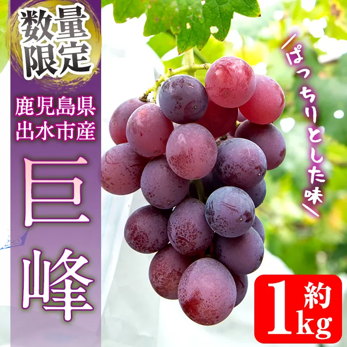 i1169 ≪数量・期間限定≫巨峰 (計約1kg)  ぶどう 果物 くだもの 巨峰 葡萄 旬 歯ごたえ 冷蔵 フルーツ 鹿児島県産 出水市 【山門ぶどう園】