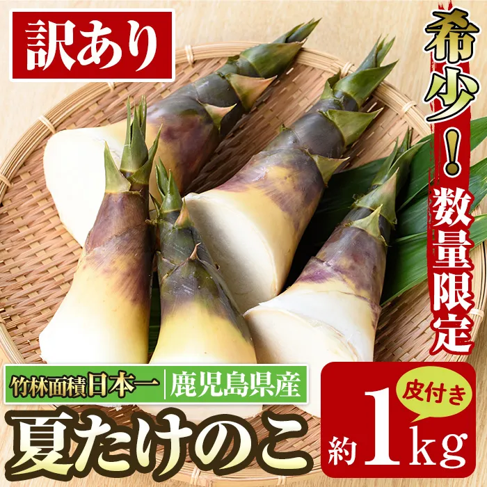 i1361 ≪先行予約受付中！2026年8月上旬～10月中旬の間に発送予定≫【訳あり】鹿児島県出水市産！希少高級食材夏たけのこ＜皮付き約1kg＞ たけのこ 筍 タケノコ 夏たけのこ 夏 国産 旬 皮付き 数量限定 希少 高級 野菜 新鮮 採りたて 煮物 【シンタク】