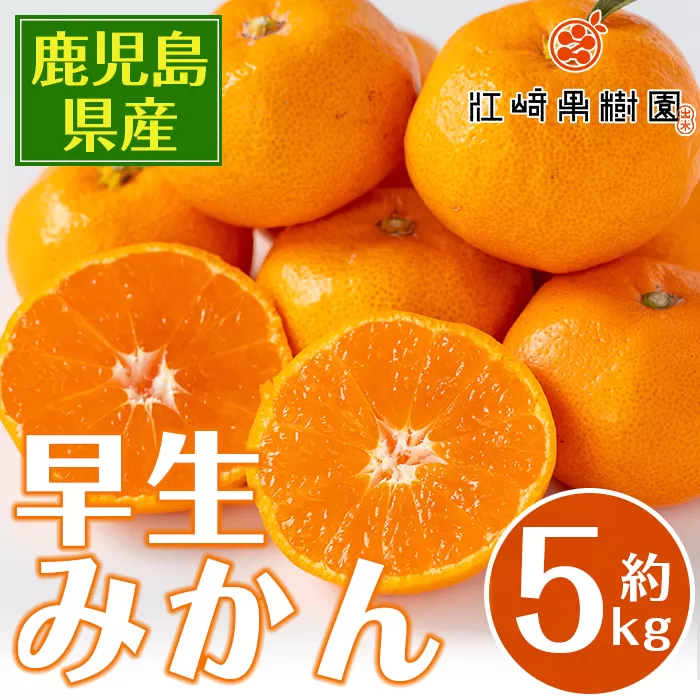 i1069-B ＜数量・期間限定＞《傷ありのため訳あり》鹿児島みかん 早生系 (約5kg) みかん 蜜柑 ミカン 柑橘 早生 果物 フルーツ 果実 国産 鹿児島 訳あり 数量限定 期間限定 【江崎果樹園】